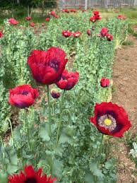 Attēlu rezultāti vaicājumam “Papaver”