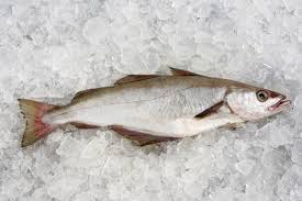 Image result for Pollachius pollachius