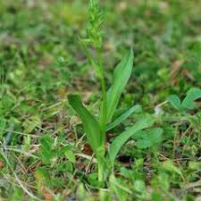 Attēlu rezultāti vaicājumam “Coeloglossum viride leaf”
