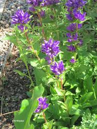 Image result for Campanula affinis