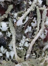 Attēlu rezultāti vaicājumam “Cladonia coniocraea”
