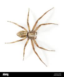 Attēlu rezultāti vaicājumam “Philodromidae”