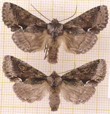 Attēlu rezultāti vaicājumam “Allophyes oxyacanthae”