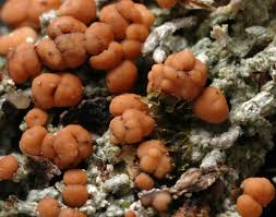 Attēlu rezultāti vaicājumam “Biatora sphaeroides”