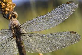 Attēlu rezultāti vaicājumam “Orthetrum brunneum”