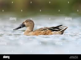 Attēlu rezultāti vaicājumam “Anas clypeata male”