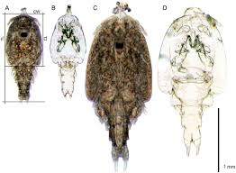 Attēlu rezultāti vaicājumam “Licea chelonoides spores”
