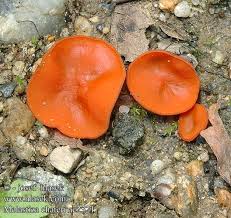 Attēlu rezultāti vaicājumam “Melastiza chateri”