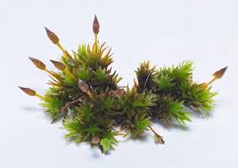 Attēlu rezultāti vaicājumam “Orthotrichum anomalum”