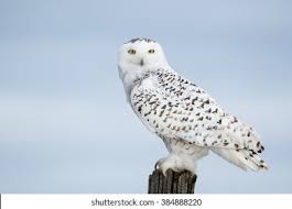 Image result for Bubo scandiacus
