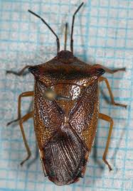 Attēlu rezultāti vaicājumam “Acanthosoma haemorrhoidale”