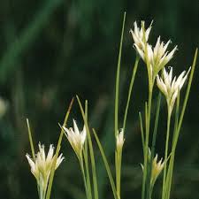Attēlu rezultāti vaicājumam “Rhynchospora alba flower”