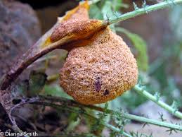 Attēlu rezultāti vaicājumam “Fuligo septica var. rosea plasmodium”