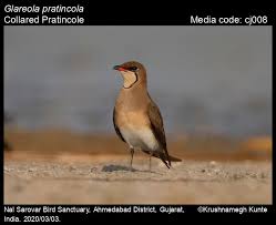 Image result for Glareola pratincola