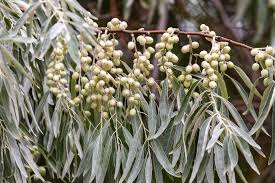 Attēlu rezultāti vaicājumam “Elaeagnus commutata”