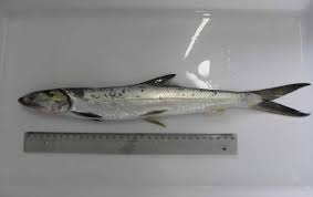 Image result for Elops saurus