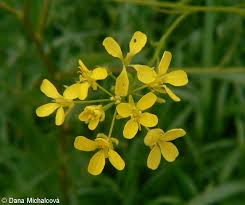 Attēlu rezultāti vaicājumam “Bunias orientalis bud”