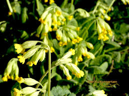 Image result for Himmelschlüssel