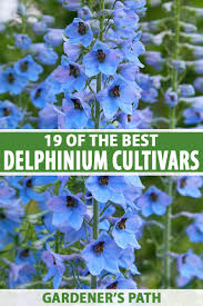 Image result for Delphinium