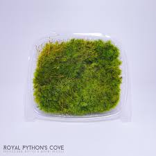 Attēlu rezultāti vaicājumam “Dicranum scoparium”