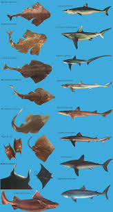 Image result for Glaucostegus cemiculus