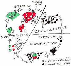 Attēlu rezultāti vaicājumam “Rhodophyta”