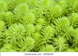 Attēlu rezultāti vaicājumam “Haloragaceae”