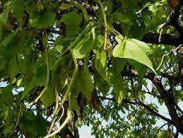 Attēlu rezultāti vaicājumam “Catalpa”