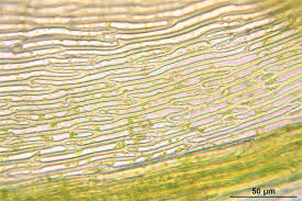Attēlu rezultāti vaicājumam “Palustriella”