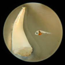 Image result for Argyrosomus japonicus