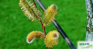 Attēlu rezultāti vaicājumam “Salix daphnoides subsp. acutifolia bud”