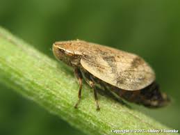 Attēlu rezultāti vaicājumam “Lepyronia coleoptrata”