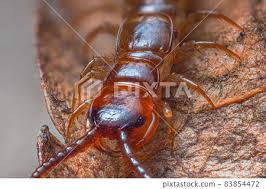 Attēlu rezultāti vaicājumam “Lithobius forficatus”