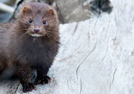 Attēlu rezultāti vaicājumam “Mustela vison”