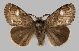 Attēlu rezultāti vaicājumam “Gynaephora selenitica”