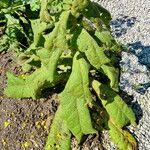 Image result for Verbascum phlomoides