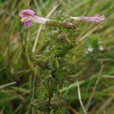 Attēlu rezultāti vaicājumam “Pedicularis palustris leaf”