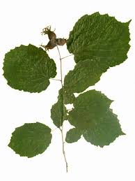 Attēlu rezultāti vaicājumam “Corylus colurna”
