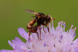 Attēlu rezultāti vaicājumam “Sicus ferrugineus”