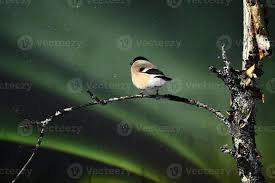 Attēlu rezultāti vaicājumam “Pyrrhula pyrrhula female”