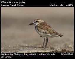 Image result for Charadrius mongolus