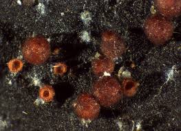 Attēlu rezultāti vaicājumam “Nectria episphaeria”