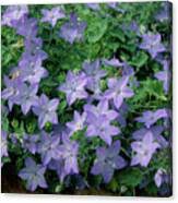 Image result for Campanula isophylla