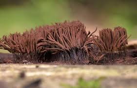 Attēlu rezultāti vaicājumam “Stemonitis fusca”