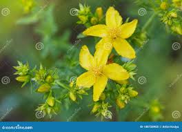 Attēlu rezultāti vaicājumam “Hypericum perforatum leaf”