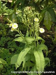Attēlu rezultāti vaicājumam “Lactuca sativa flower”