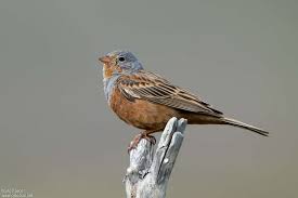 Image result for Emberiza caesia