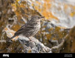 Image result for Anthus petrosus