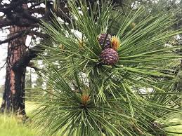 Attēlu rezultāti vaicājumam “Pinus ponderosa fruit”