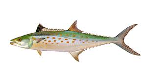 Image result for Scomberomorus maculatus
